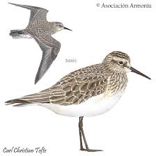 Attēlu rezultāti vaicājumam “Calidris”