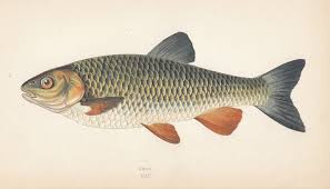 Image result for Squalius cephalus