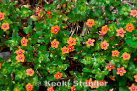 Image result for Anagallis arvensis