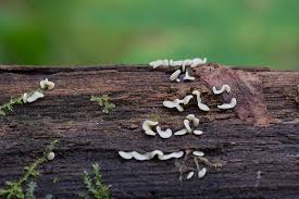 Attēlu rezultāti vaicājumam “Physarum bivalve macro”