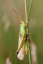 Attēlu rezultāti vaicājumam “Chrysochraon dispar”