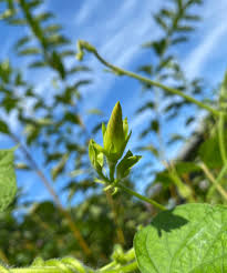 Attēlu rezultāti vaicājumam “Scopolia carniolica leaf”