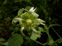 Attēlu rezultāti vaicājumam “Silene baccifera flower”
