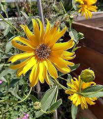 Attēlu rezultāti vaicājumam “Helianthus tuberosus”
