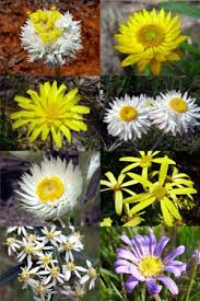 Attēlu rezultāti vaicājumam “Asteraceae”