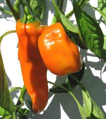 Afbeeldingsresultaat voor marconi golden sweet pepper