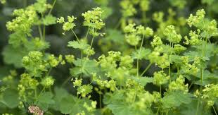 Attēlu rezultāti vaicājumam “Alchemilla subcrenata  flower”
