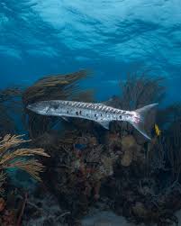 Image result for Dive Barracuda
