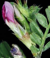 Attēlu rezultāti vaicājumam “Vicia sativa”