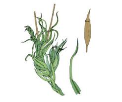 Attēlu rezultāti vaicājumam “Saelania glaucescens”