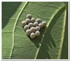 Attēlu rezultāti vaicājumam “Pentatomidae eggs”