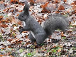 Attēlu rezultāti vaicājumam “Sciurus vulgaris”