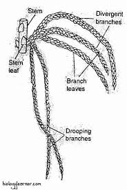Attēlu rezultāti vaicājumam “Sphagnum sporophyte”