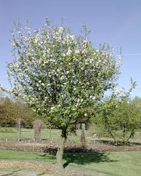 Attēlu rezultāti vaicājumam “Malus”