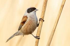 Image result for Remiz pendulinus