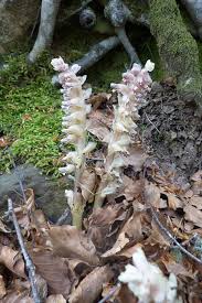 Attēlu rezultāti vaicājumam “Lathraea squamaria”