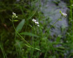 Attēlu rezultāti vaicājumam “Galium palustre fruit”