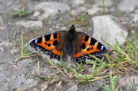 Image result for Small Tortoiseshell