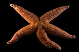 Image result for Asterias rubens