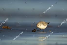 Attēlu rezultāti vaicājumam “Calidris alba adult”
