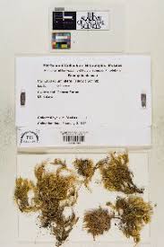 Attēlu rezultāti vaicājumam “Tomentypnum nitens”