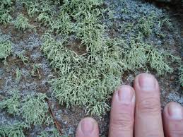 Attēlu rezultāti vaicājumam “Ramalina pollinaria”