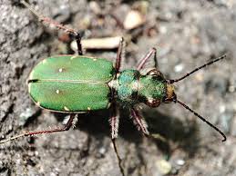 Attēlu rezultāti vaicājumam “Cicindela campestris”