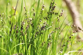 Attēlu rezultāti vaicājumam “Melica nutans leaf”