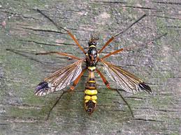 Attēlu rezultāti vaicājumam “Dictenidia bimaculata male”