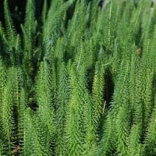 Attēlu rezultāti vaicājumam “Hippuris vulgaris leaf”