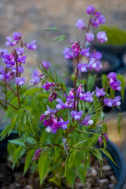 Attēlu rezultāti vaicājumam “Lathyrus vernus flower”
