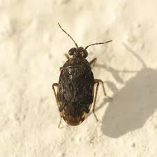 Attēlu rezultāti vaicājumam “Saldula saltatoria”