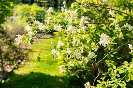 Attēlu rezultāti vaicājumam “Exochorda giraldii var. wilsonii”