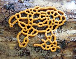 Attēlu rezultāti vaicājumam “Hemitrichia serpula”