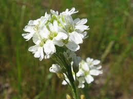 Attēlu rezultāti vaicājumam “Berteroa incana flower”