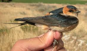 Image result for Cecropis daurica