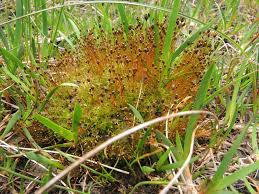 Attēlu rezultāti vaicājumam “Splachnum ampullaceum sporophyte”