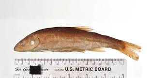 Image result for Mylopharodon conocephalus