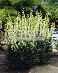 Image result for Aconitum napellus