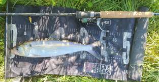 Image result for Alosa alosa