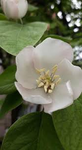 Attēlu rezultāti vaicājumam “Cydonia oblonga flower”