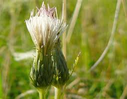 Attēlu rezultāti vaicājumam “Cirsium x rigens”