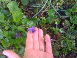 Attēlu rezultāti vaicājumam “Viola odorata bud”