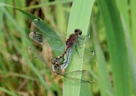 Attēlu rezultāti vaicājumam “Leucorrhinia pectoralis”