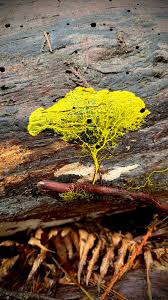 Attēlu rezultāti vaicājumam “Physarum, Nannengaella sp.”