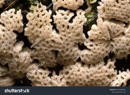 Attēlu rezultāti vaicājumam “Ceratiomyxa porioides”