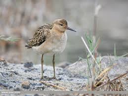 Attēlu rezultāti vaicājumam “Philomachus pugnax”