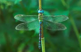 Attēlu rezultāti vaicājumam “Aeshna viridis”