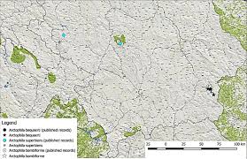 Attēlu rezultāti vaicājumam “Arctophila superbiens”