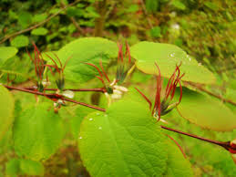 Attēlu rezultāti vaicājumam “Cercidiphyllum japonicum flower”